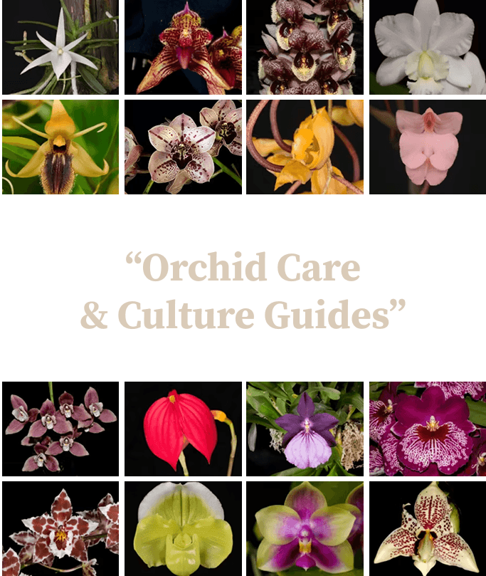 Orchid1